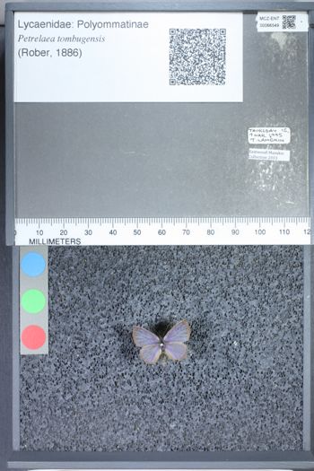 Media type: image;   Entomology 66549